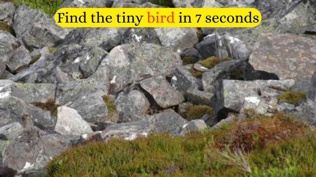 Optical Illusion Challenge: Spot the tiny bird in 7 seconds
