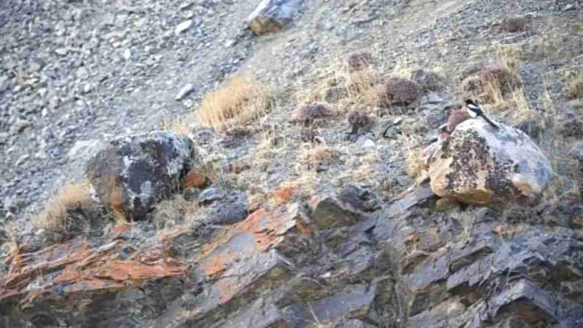Can you find the hidden cat? Well, the challenge is not that easy!