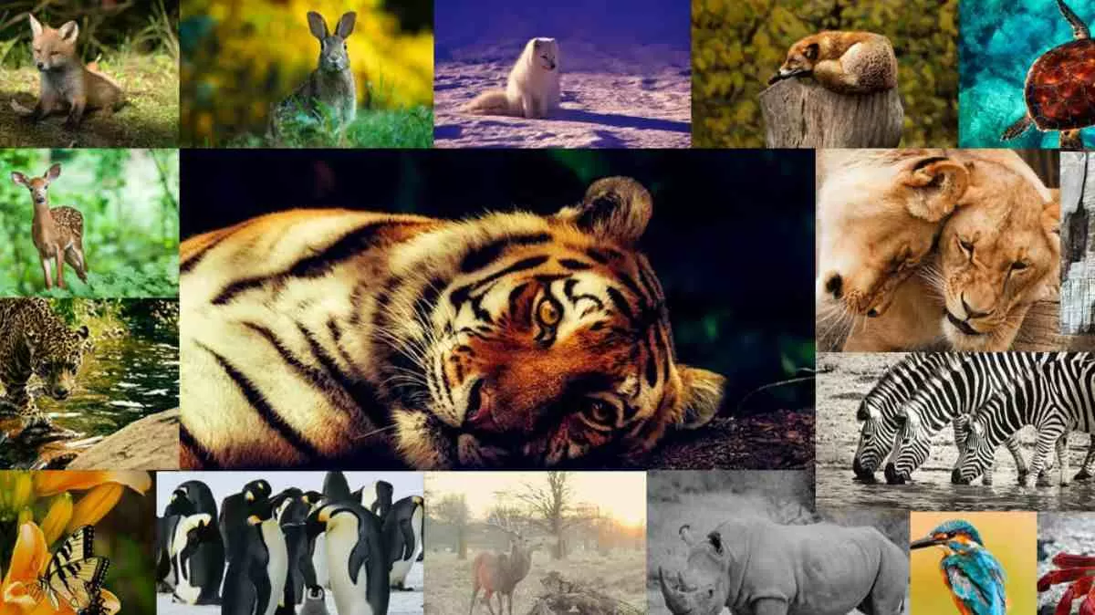 World Wildlife Day 2023