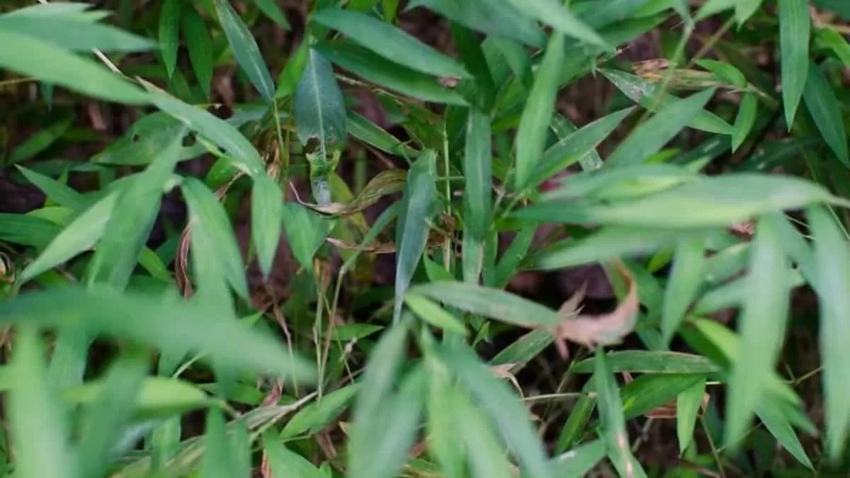 Find Grasshopper in 4 Seconds