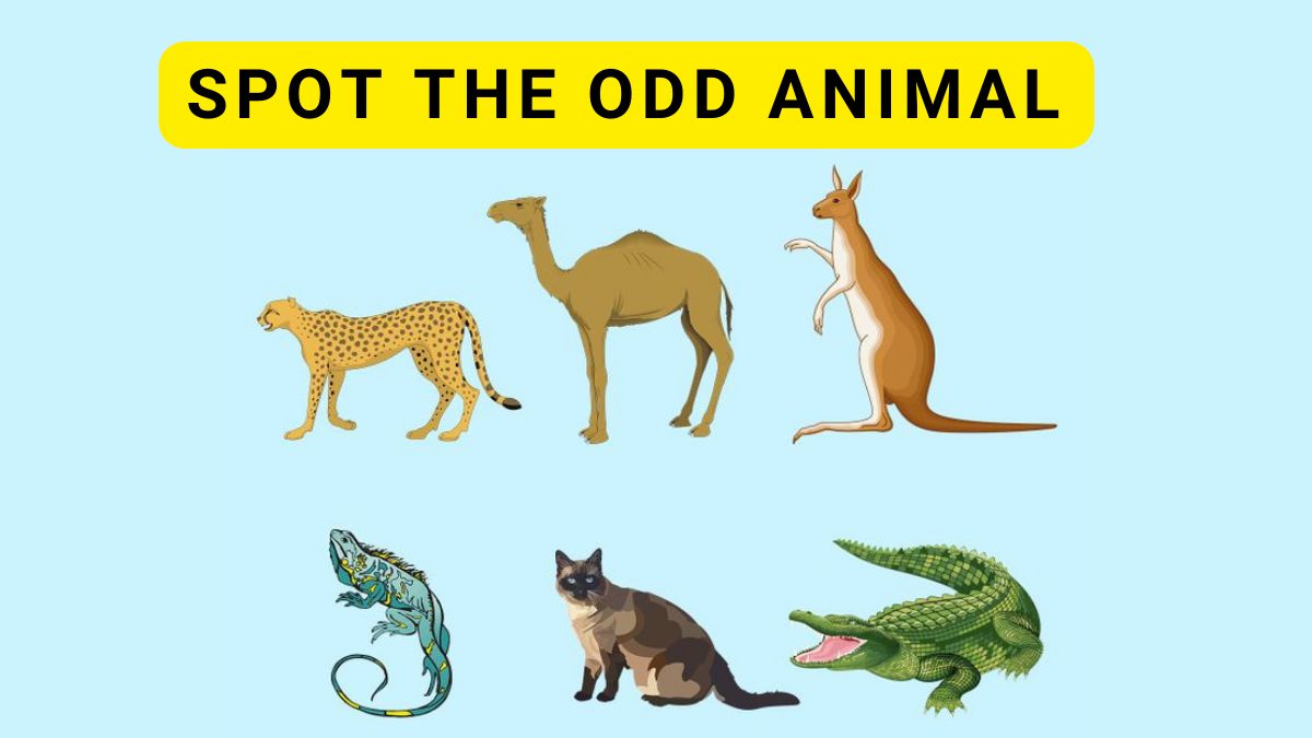 Brain Teaser IQ Test- Spot the odd animal in 5 seconds