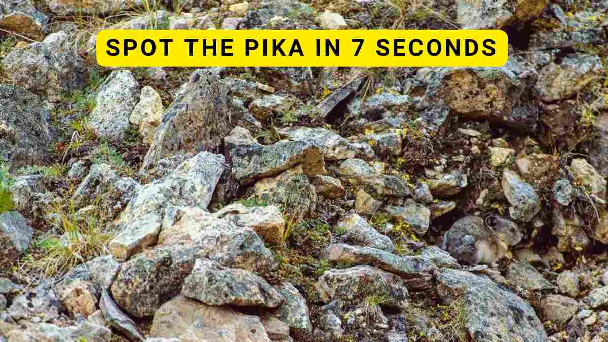 Optical Illusion Challenge- Spot the American Pika in 7 seconds