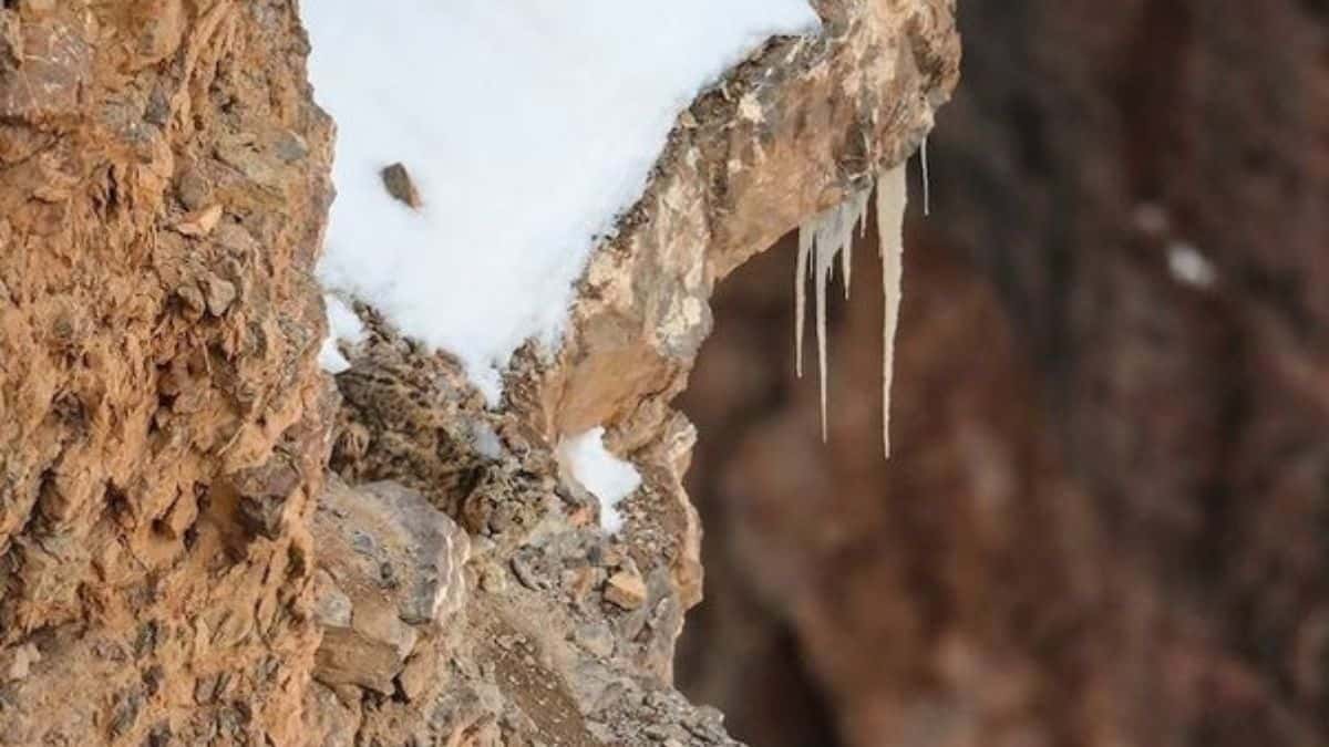 Find Snow Leopard in 4 Seconds