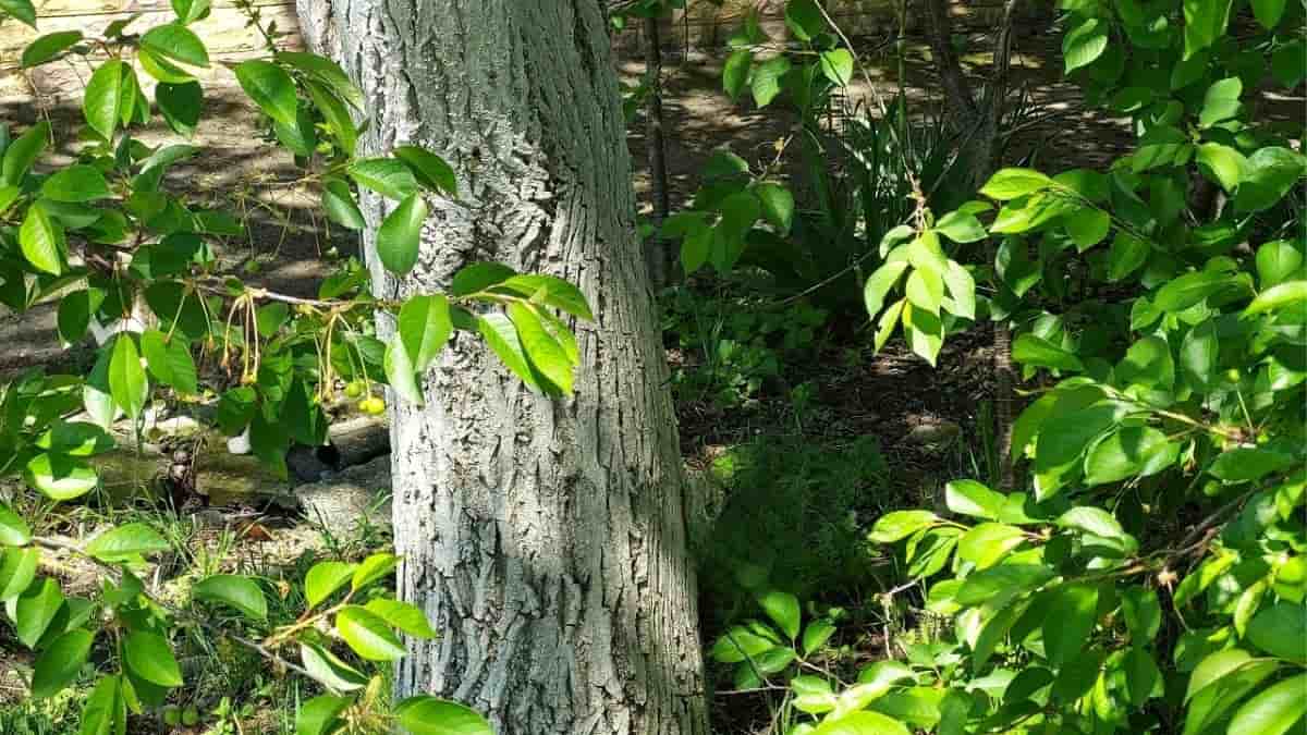 Optical Illusion: Can you spot the hidden cat in the backyard in 9 seconds?
