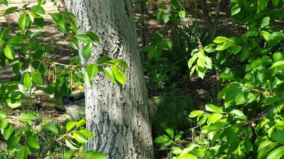 Optical Illusion - Find Cat in 9 Seconds