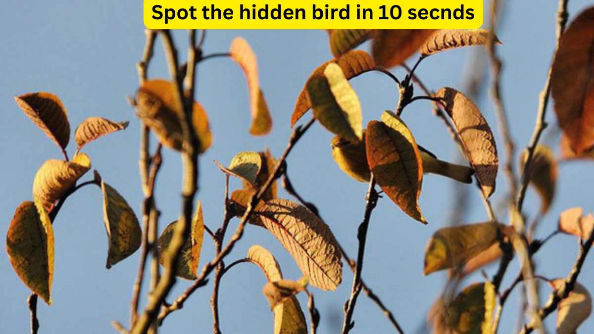 Optical Illusion: Can You Spot The Hidden Bird In The Trees In 10 Seconds?