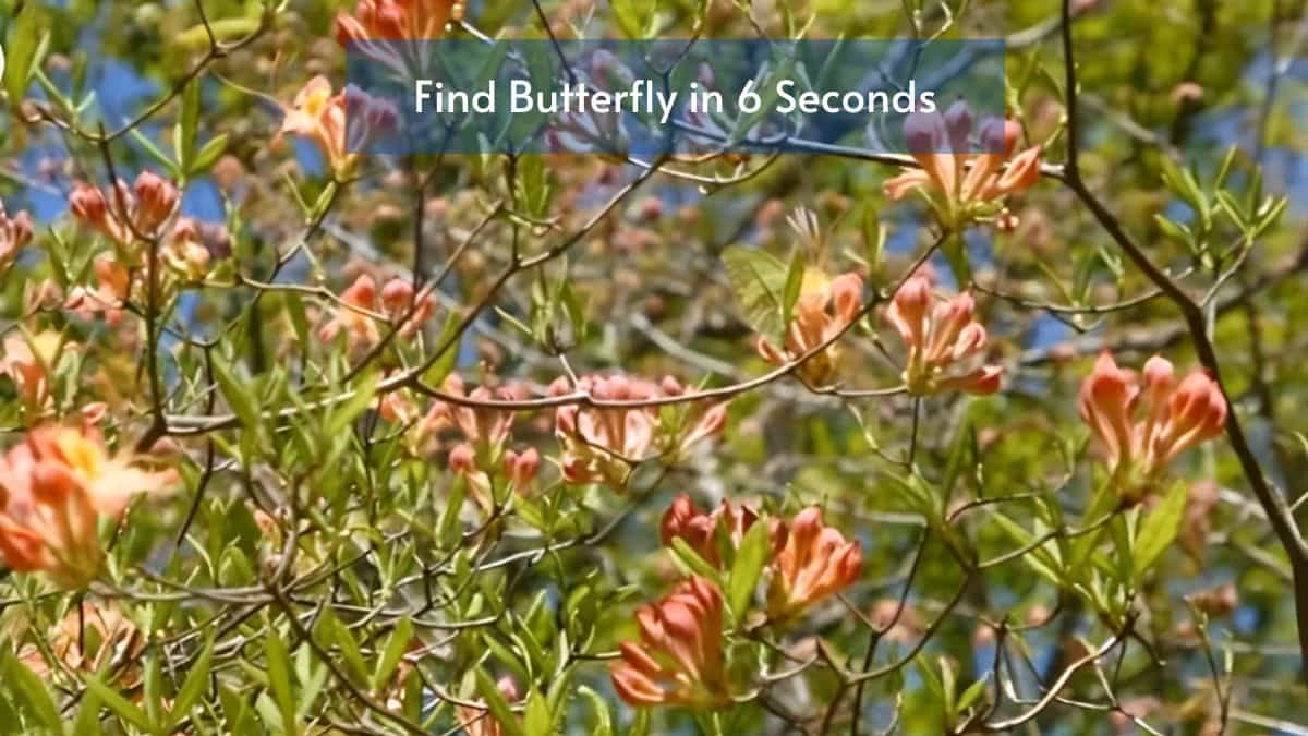 Hidden Insect Optical Illusion: Can you find the butterfly in the leaves in 6 seconds?