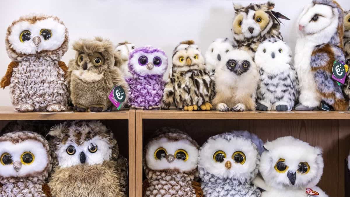 Hidden Bird Optical Illusion: Can you spot the real owl in 4 seconds?