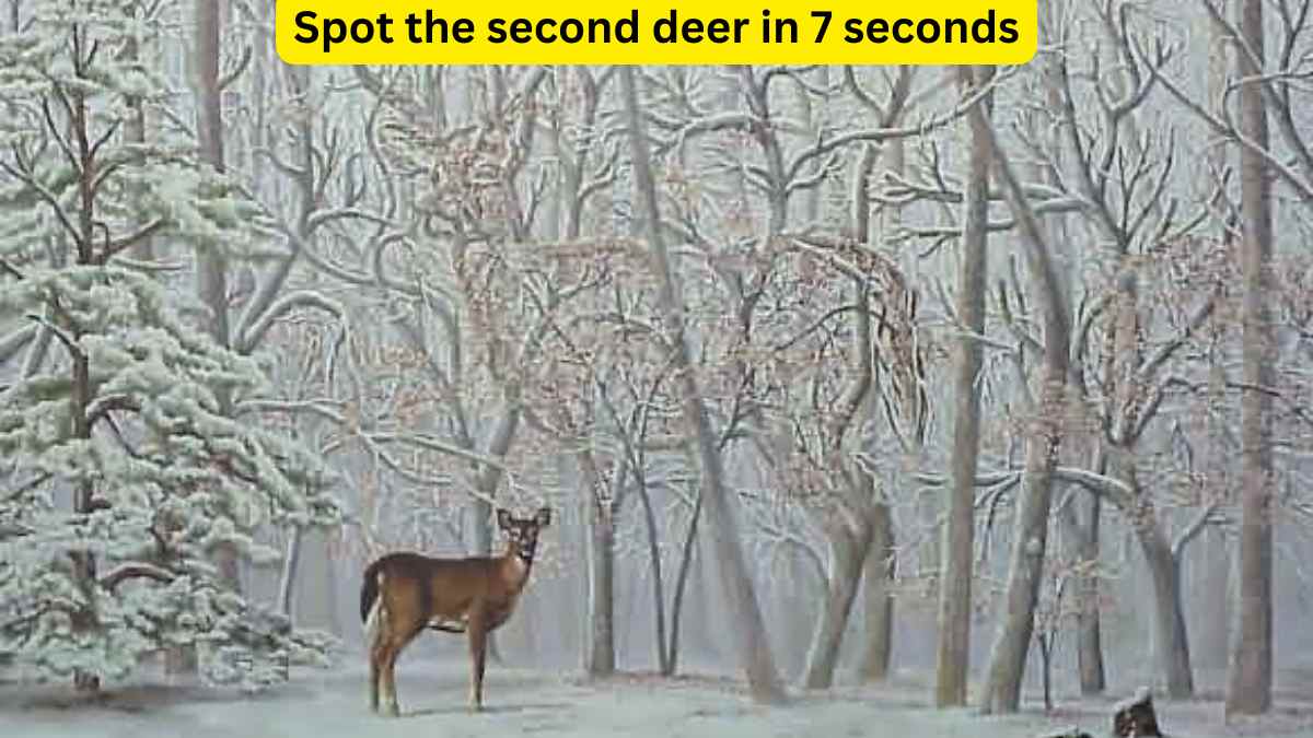 Seek and Find Puzzle: Can you spot the second deer in the woods within 7 seconds?