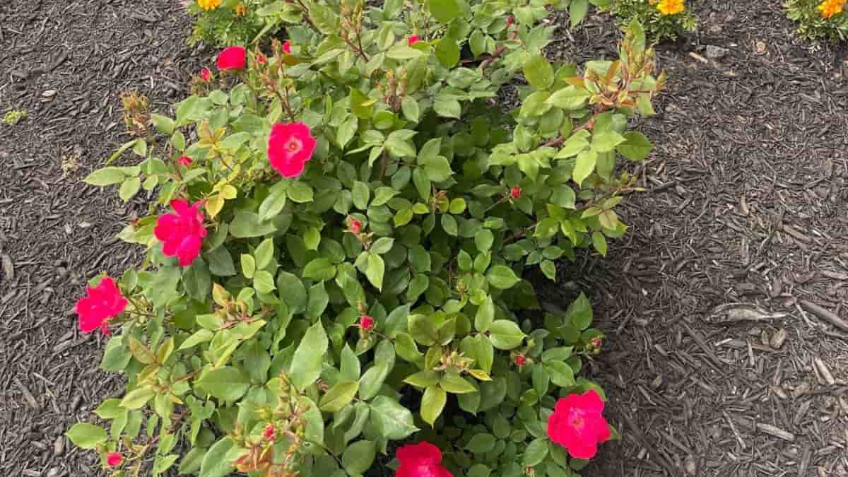 Optical Illusion: You have sharp eyes if you can spot a fish in the garden in 4 seconds!