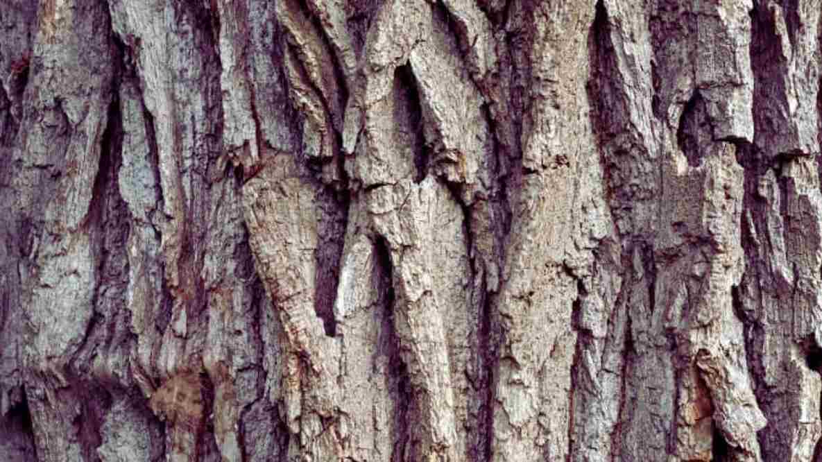 Optical Illusion: Finding the hidden moth in the image is actually hard. Can you do the hard task? 