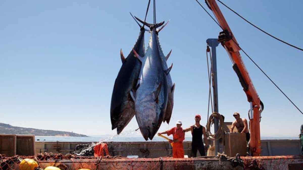 World Tuna Day 2024: Date, History, Theme, Significance & More