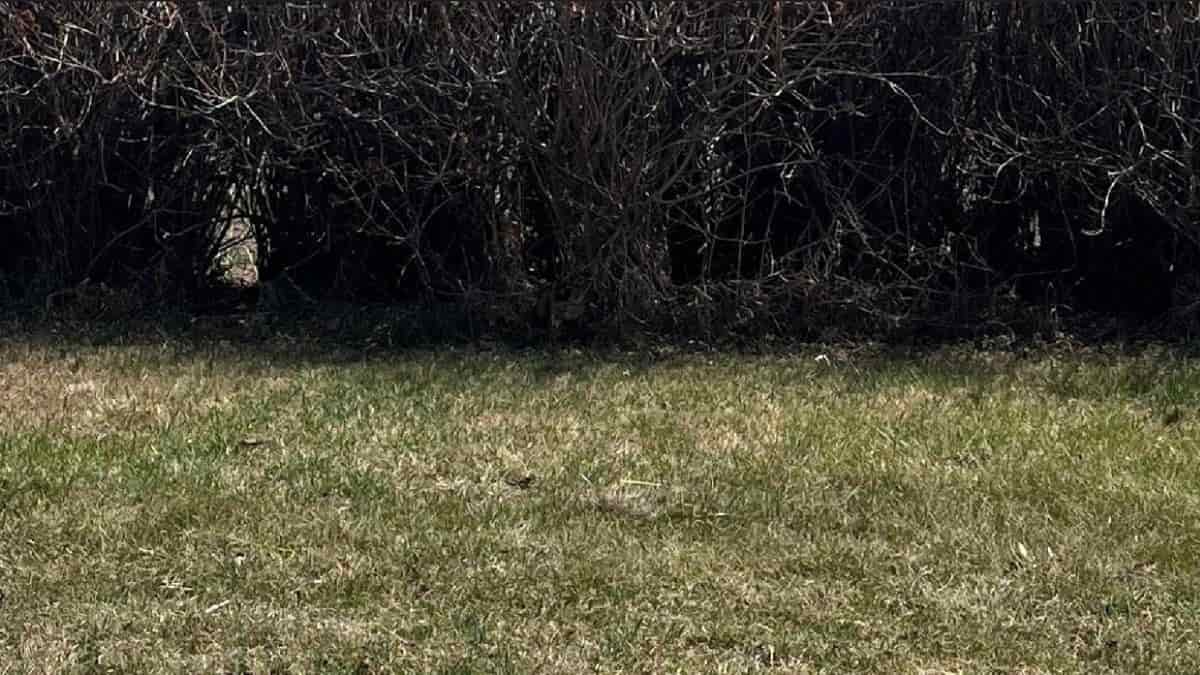 Hidden Animal Optical Illusion: Can you find a cat in the bush in 11 ...