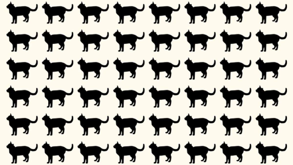 Brain Teaser to Test Your IQ: Can you spot the Odd Cat hidden in the picture within 5 secs?