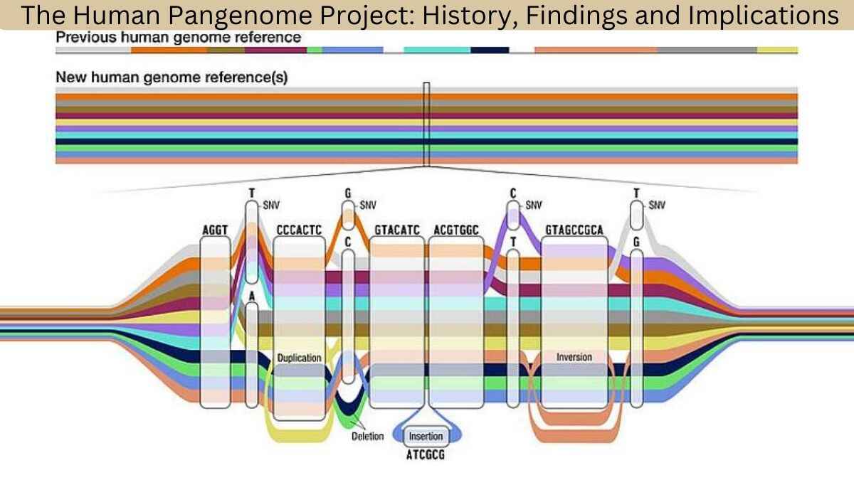 The Human Pangenome Project: History, Findings and Implications