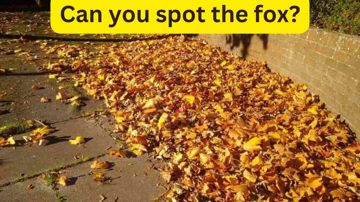 Can you spot the fox hidden in the autumn leaves within 10 seconds? 97% will fail