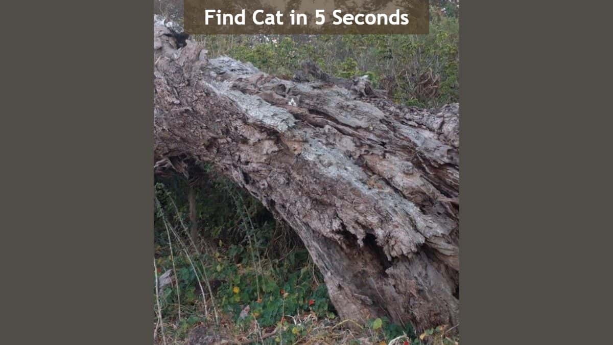 Seek and Find Puzzle: You have 20/20 vision if you can find a cat hiding in the tree in 5 seconds!