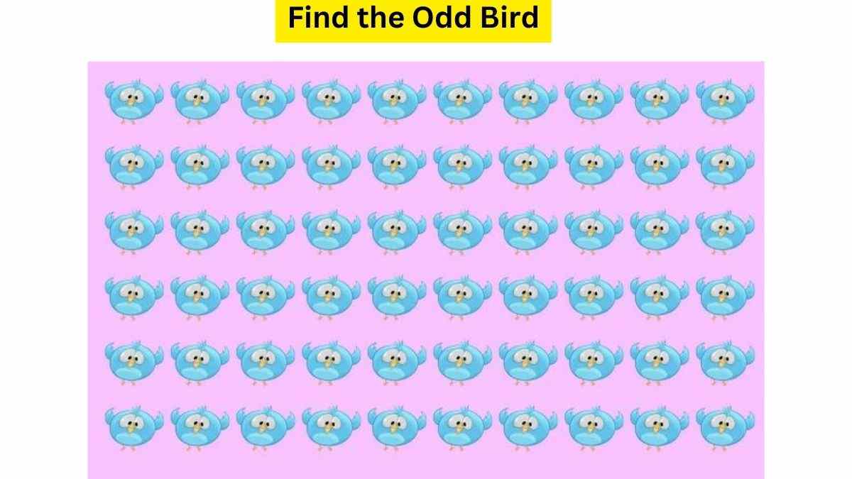 odd-one-out-puzzle-can-you-find-the-birdie-different-from-others-in