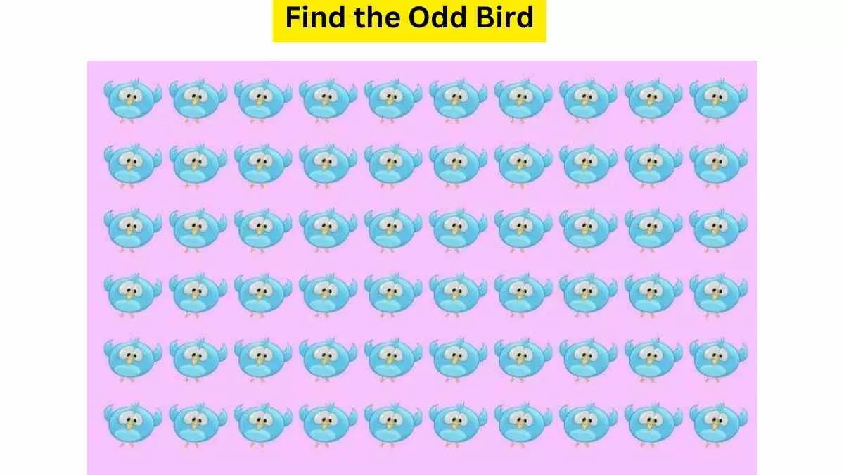Do you see any bird different from others here?