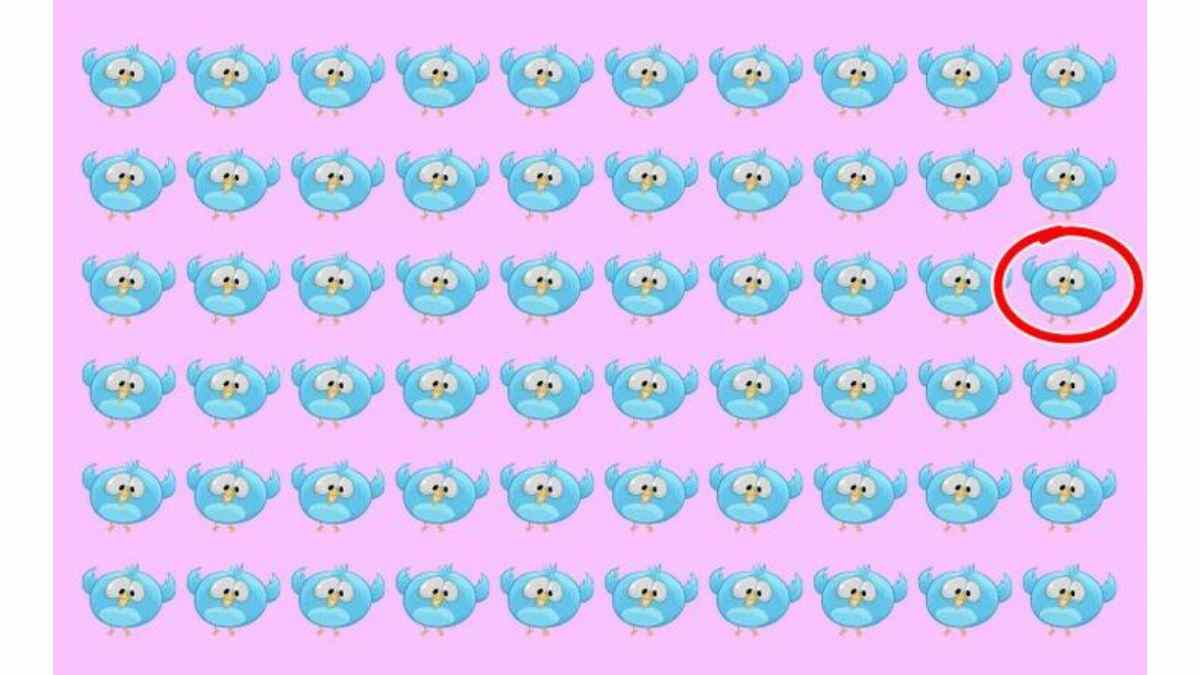 the odd bird in the flock is here.