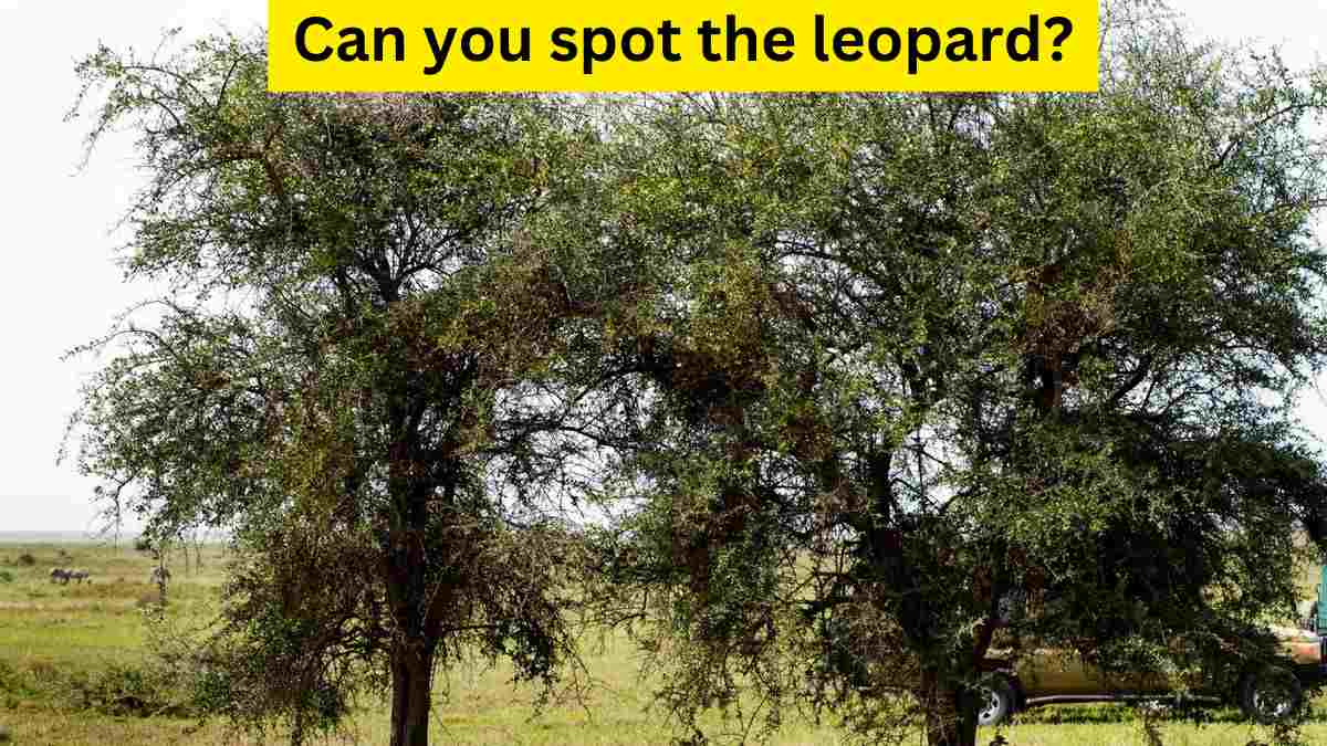 You have an eye for detail if you can spot the leopard in the grassland within 8 seconds!