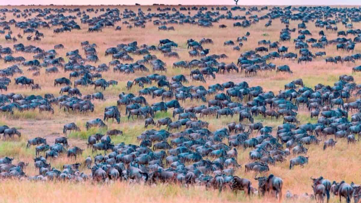 Hidden Animal Optical Illusion: You have predator eyes if you can spot a zebra among wildebeests in 9 seconds!