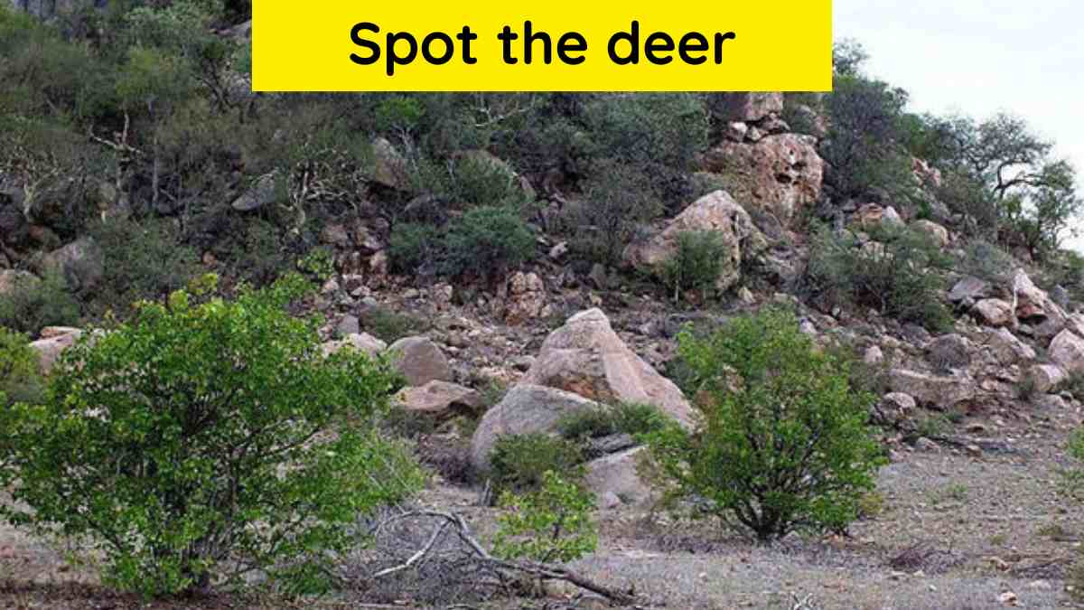 Challenge your eyes by finding the deer hidden on the hill within 12 seconds!