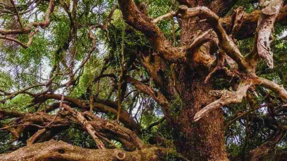 Optical Illusion: Finding the hidden mouse in this image is tough. Can you find it?