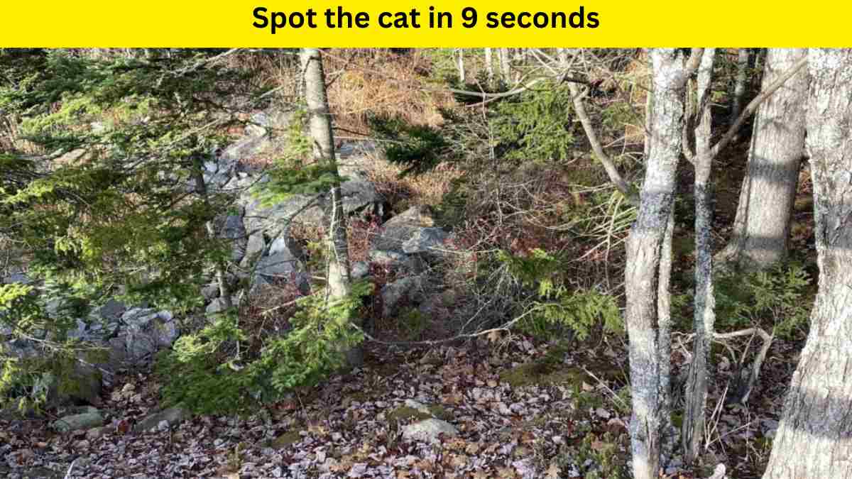 Only 1 out of 9 people can spot the cat hidden in the park within 9 seconds. Can you?