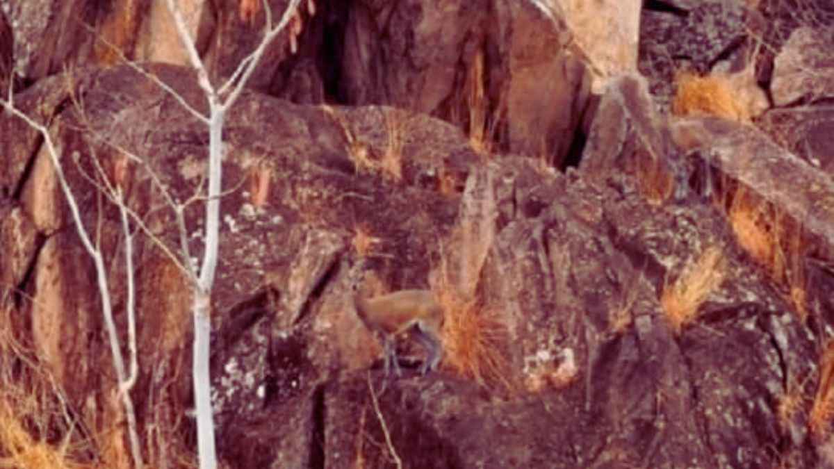 Optical Illusion: The deer in this image is not easy to find. Can you spot the hidden deer?