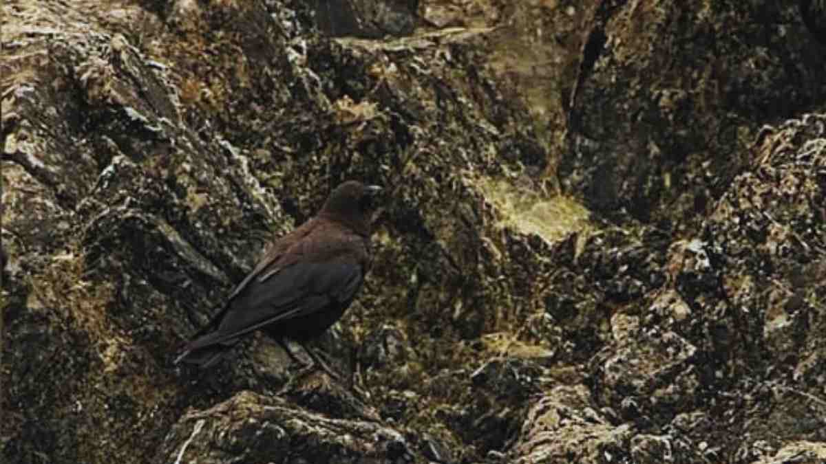 Optical Illusion: Here comes an easy challenge. Can you find the hidden crow?