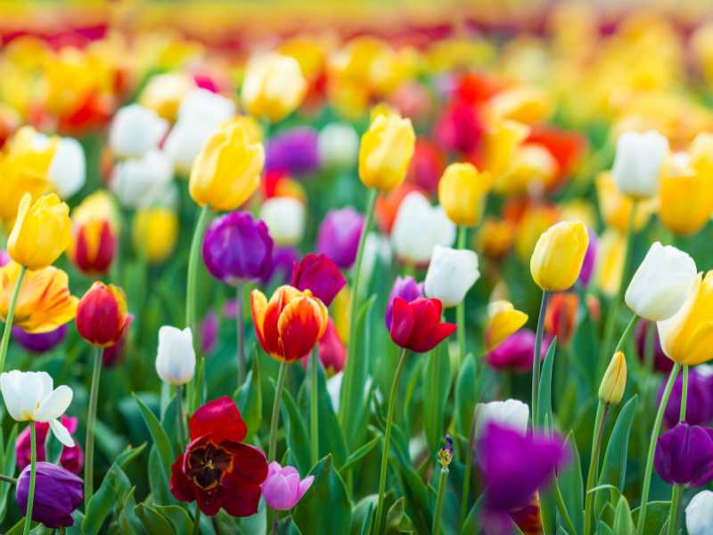 Personality Test: Choose A Flower To Reveal Your Hidden Personality Traits