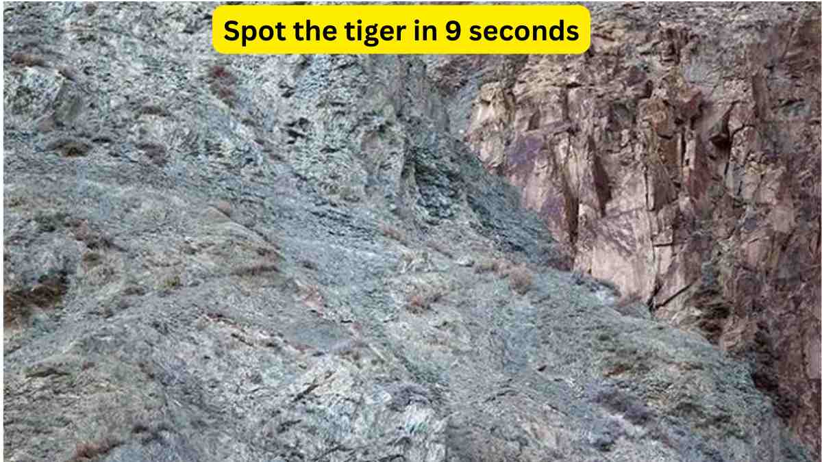  Only keen observers can spot the tiger on the mountain in 9 seconds!
