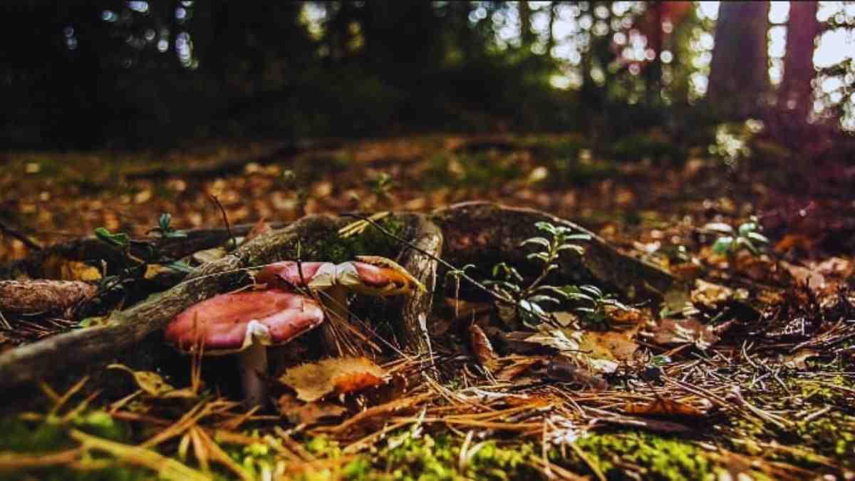 Optical Illusion: Come on folks, find the hidden earwig in the picture.