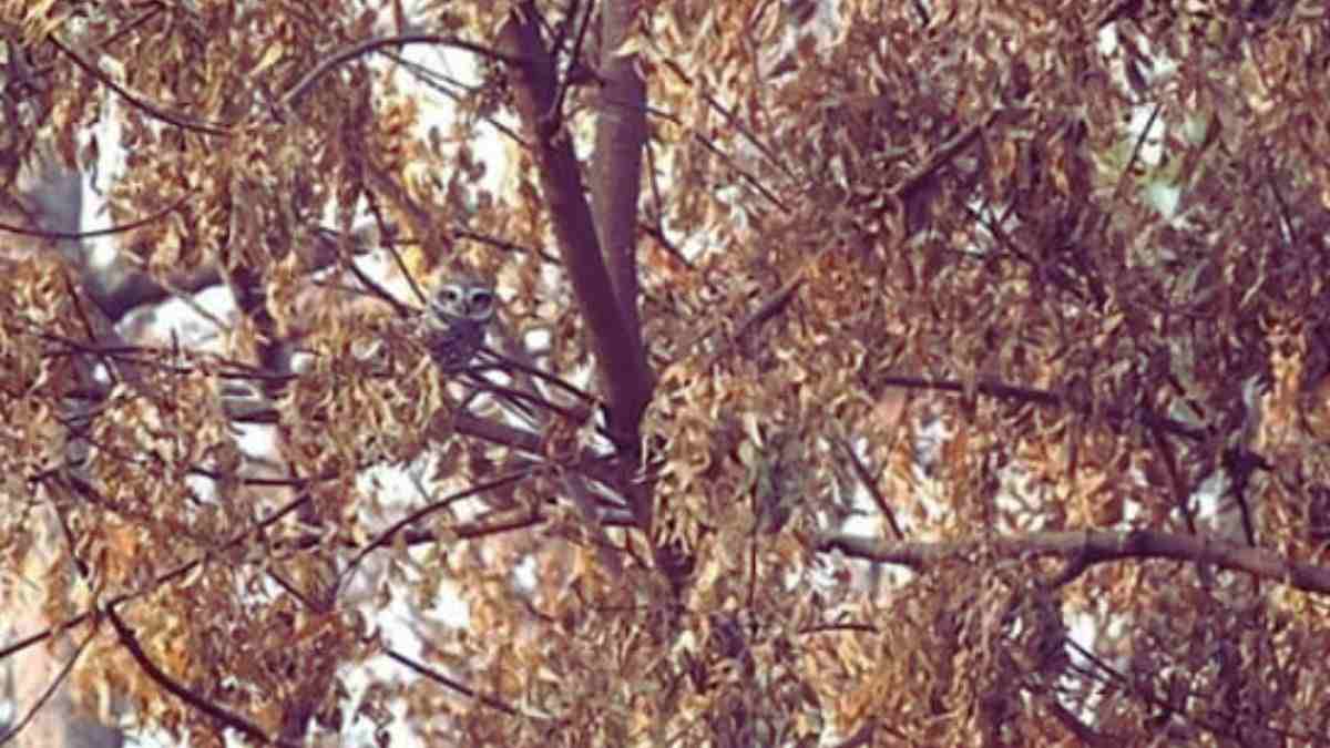 Find the hidden owl.