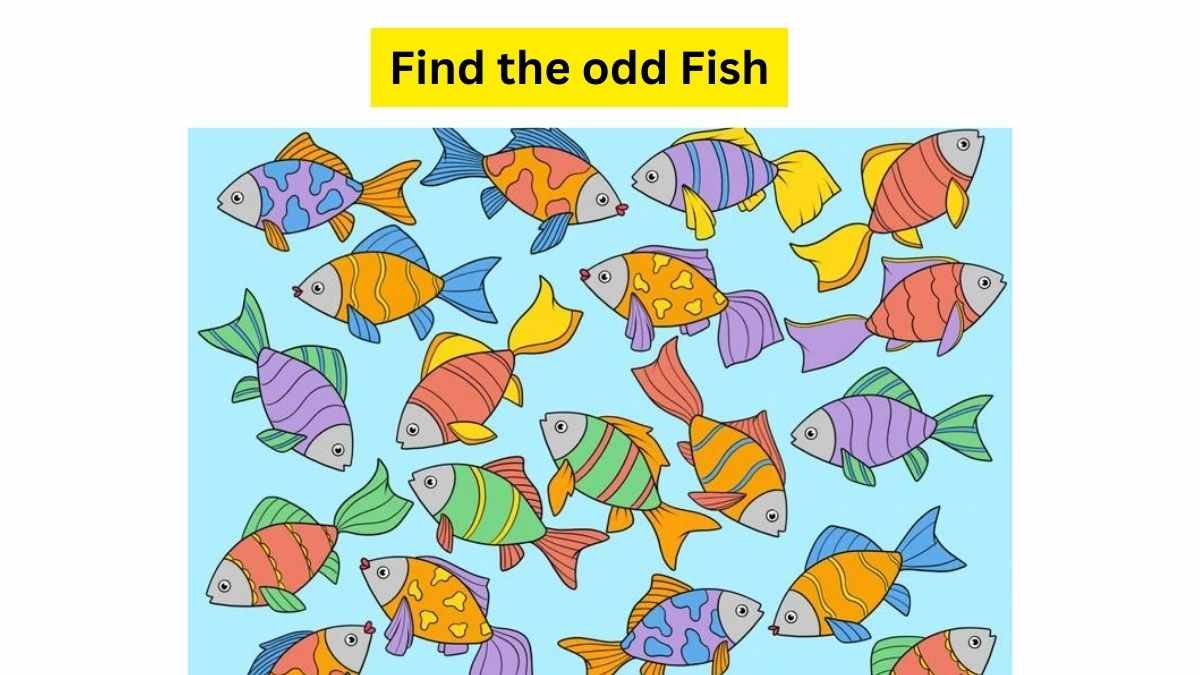 Do you see any odd fish here?