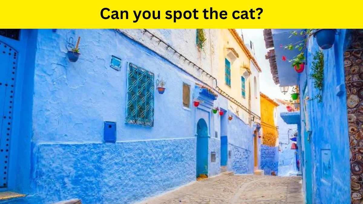 Visual Test - Spot the cat in 6 seconds