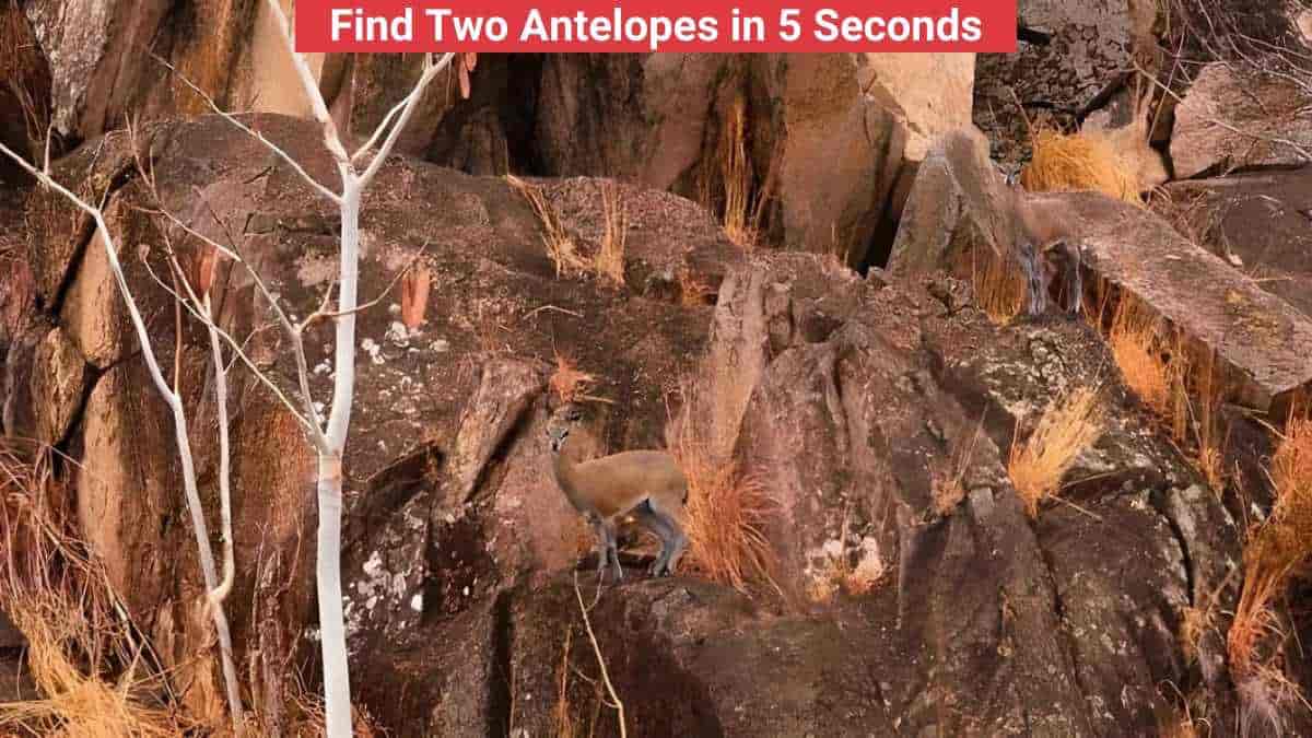 Optical Illusion: Find Two Antelopes in the Rocks in 5 Seconds