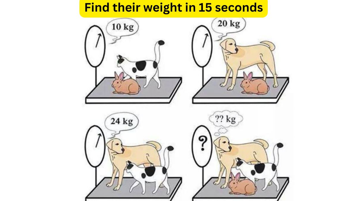 Can you find the weight of cat, dog, and rabbit in 15 seconds? Test your IQ!