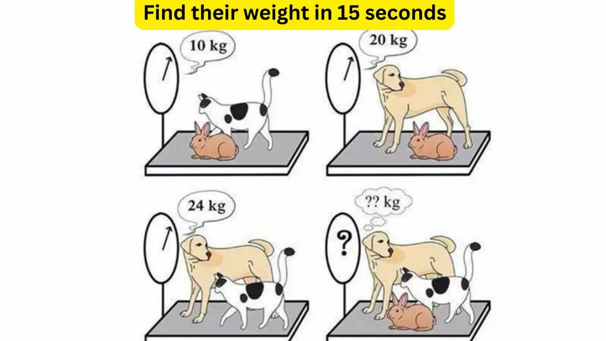 Find the weight of cat, dog, and rabbit           