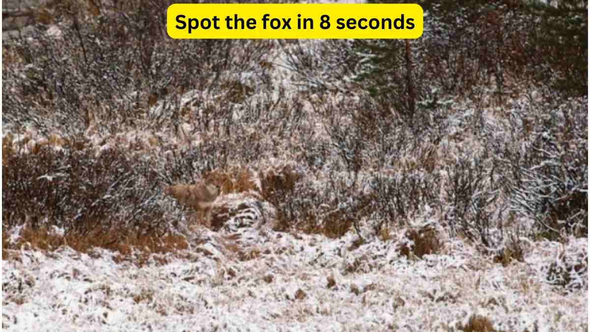 Can you spot the fox hidden in the snow within 8 seconds? Test how attentive you are!