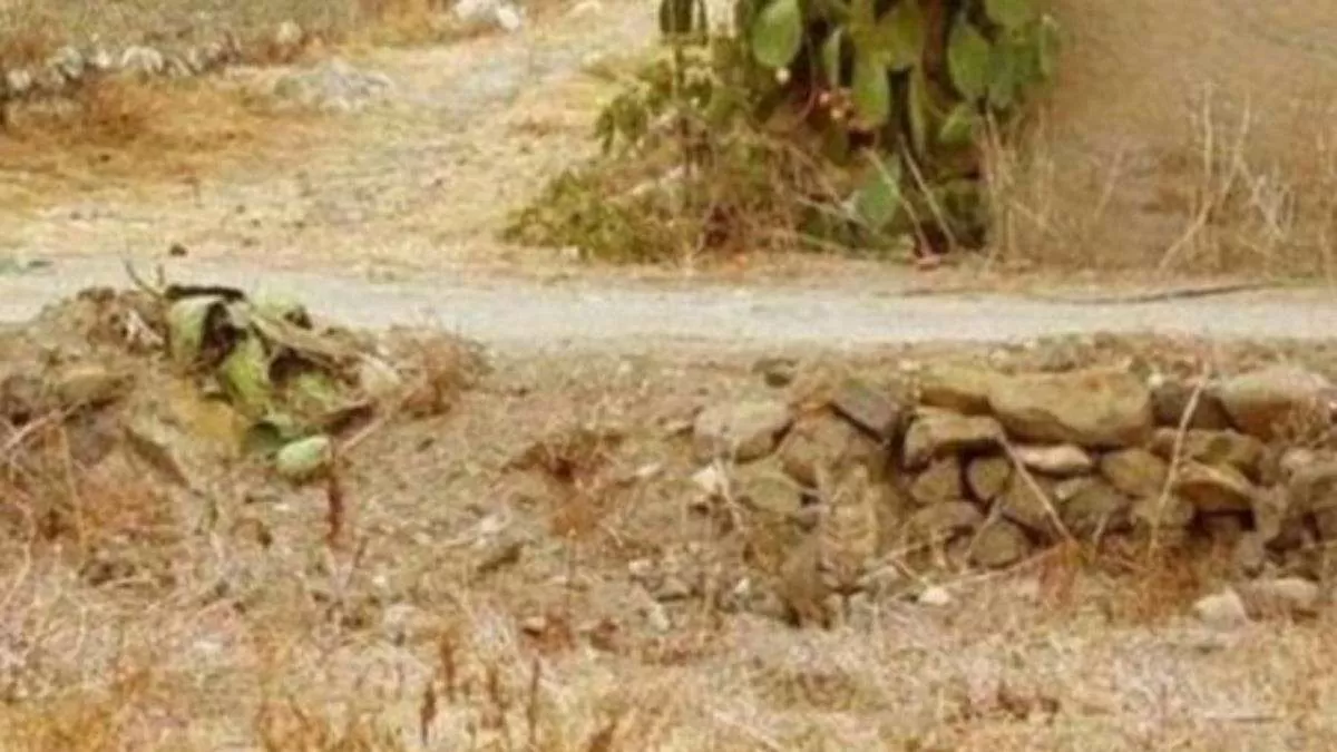 Only High IQ people can spot the Cat hidden in the picture within 7 Secs?