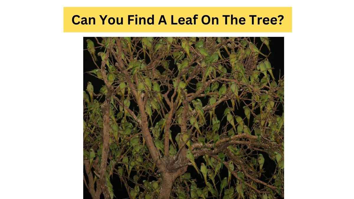  5 Second Brain Teaser Game: It Is Impossible To Find A leaf Among The Parrots On The Tree. Try Your Skills!