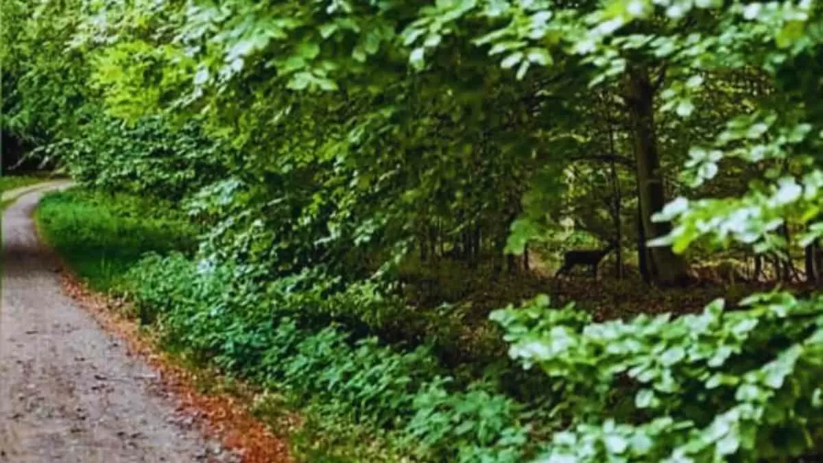 Find the hidden deer!