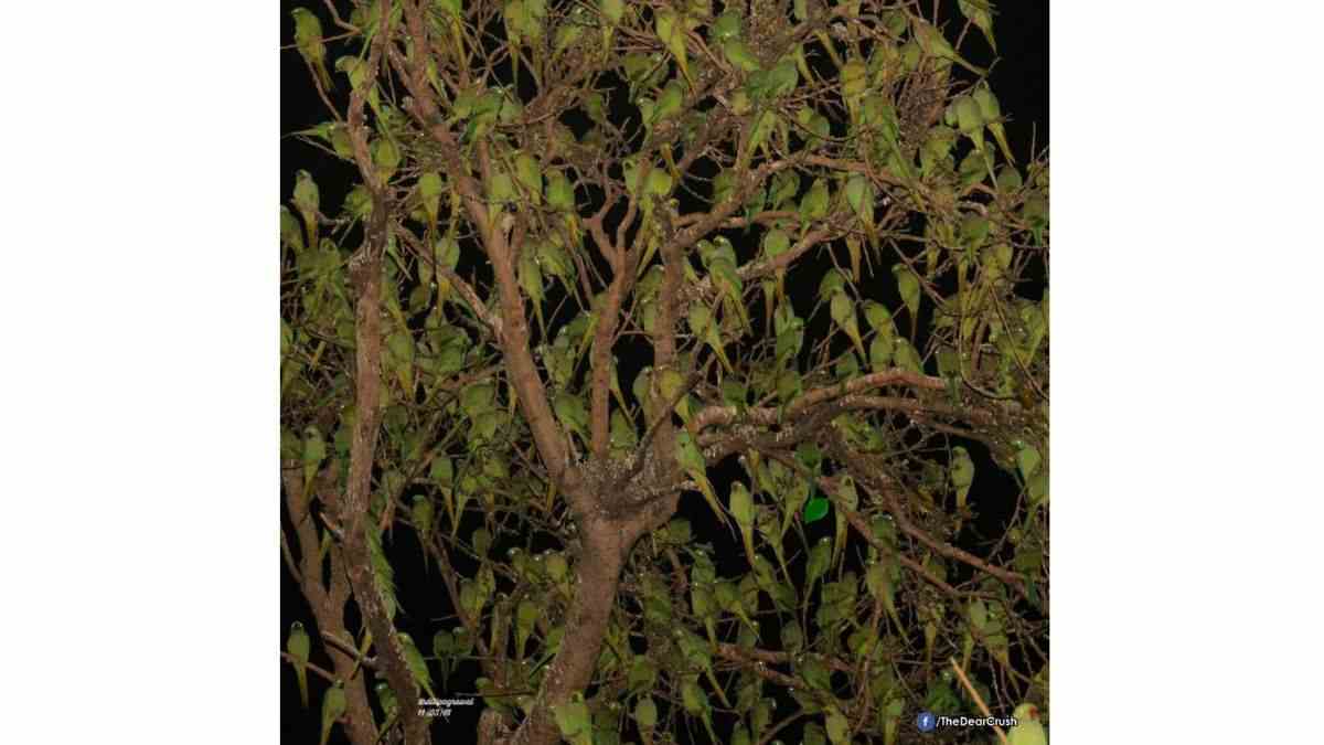 Do you see a leaf here?