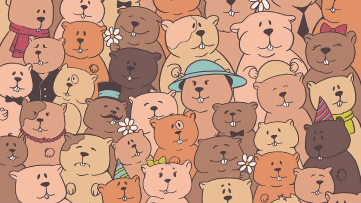 Optical Illusion for IQ Test: Only Good IQ people can spot the Potato hidden among Bears in picture within 7 Secs?