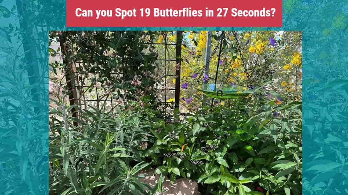 Optical Illusion Can You Spot 19 Butterflies In The Garden In 27 Seconds 