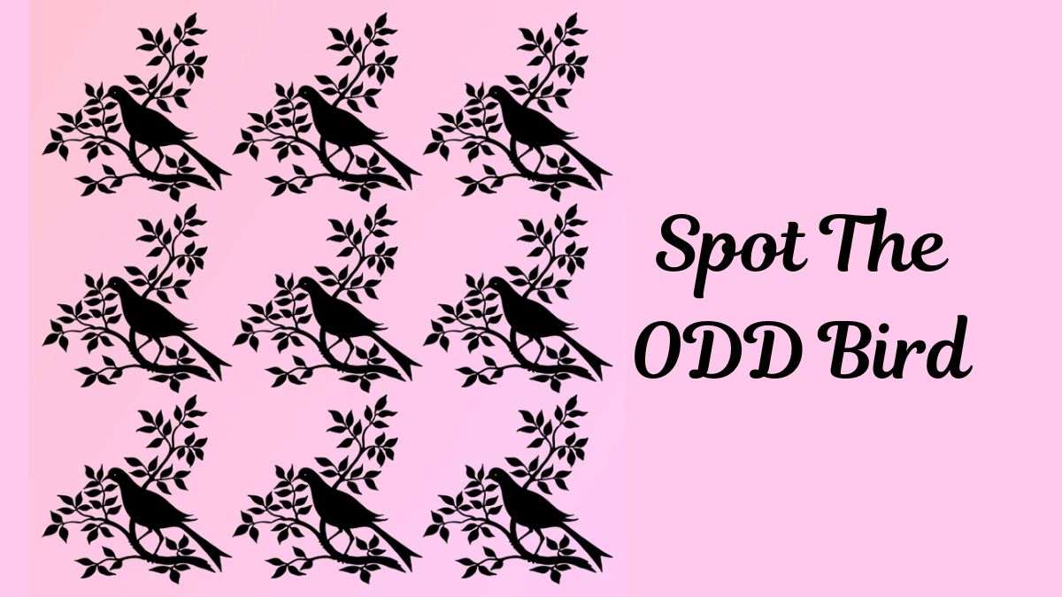 Brain Teaser to Test Your IQ: Can You Spot the Odd BIRD in the Picture within 11 secs?