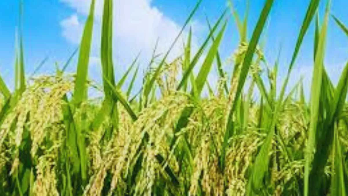 What is the new rice variety that can replace Pusa-44?