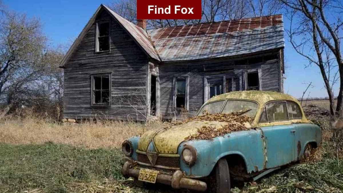 Test the sharpness of your eyes by spotting the fox in the picture in 5 seconds!